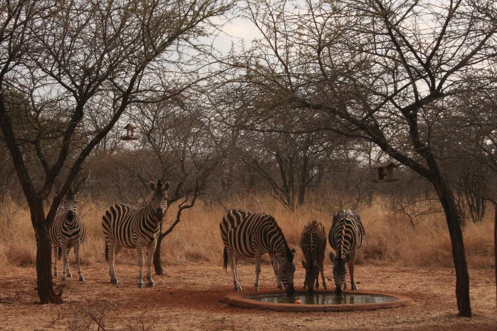 Makhato 84 Bush Lodge เบอลา-เบอลา ภายนอก รูปภาพ