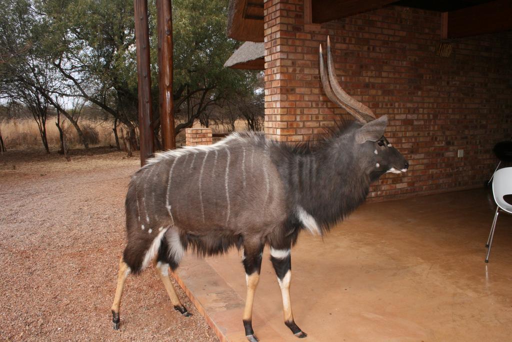 Makhato 84 Bush Lodge เบอลา-เบอลา ภายนอก รูปภาพ